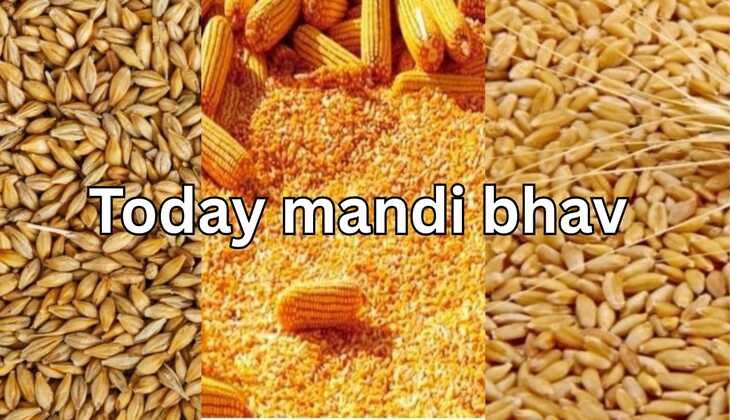 mandi bhav: चना, मसूर, मूंग, उड़द, गेहूं सहित जानिए आज सभी फसलों के मंडी भाव