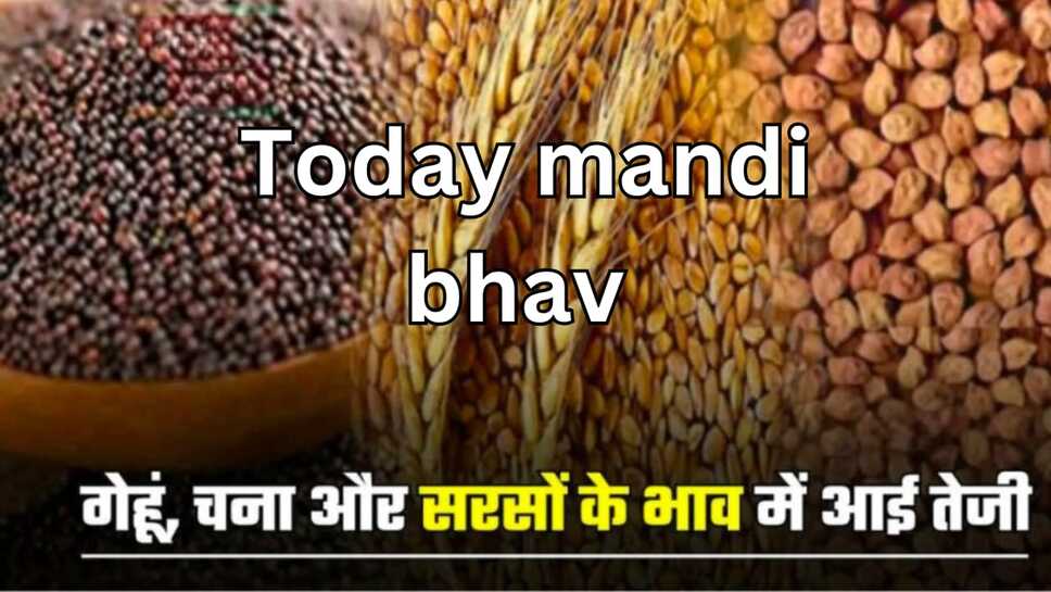 Today mandi bhav: गेहूं ,सरसों, चना ,अरंडी, मूंग ,उड़द सहित देखें सभी मंडी भाव