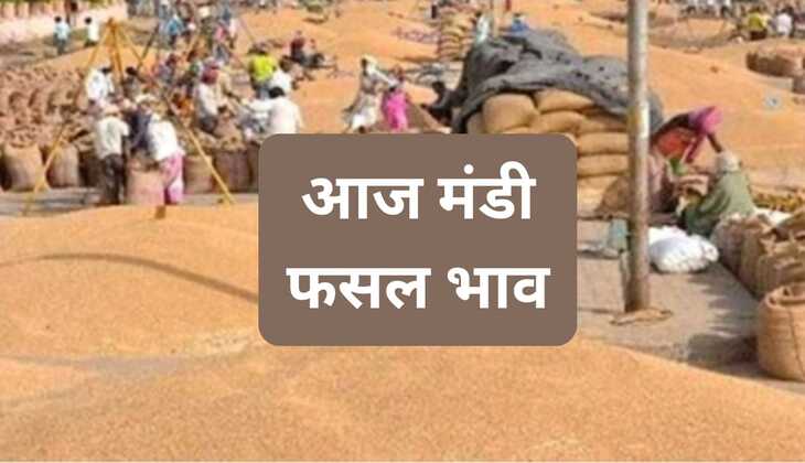 Today mandi bhav: गेहूं ,मक्का, जौ, सरसों सहित मंडी में सभी फसल भाव, आलू और लहसुन के भाव सुस्त