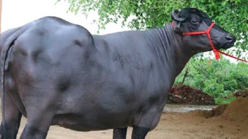 मुर्रा भैंसों को पालकर कमाएं लाखों