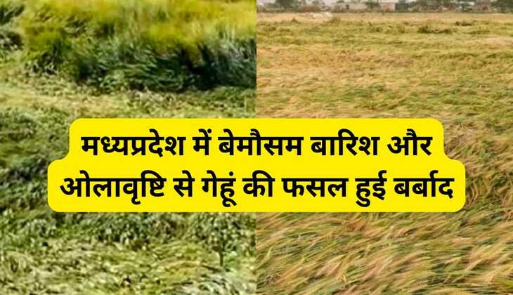मध्यप्रदेश में बेमौसम बारिश और ओलावृष्टि से गेहूं की फसल हुई बर्बाद