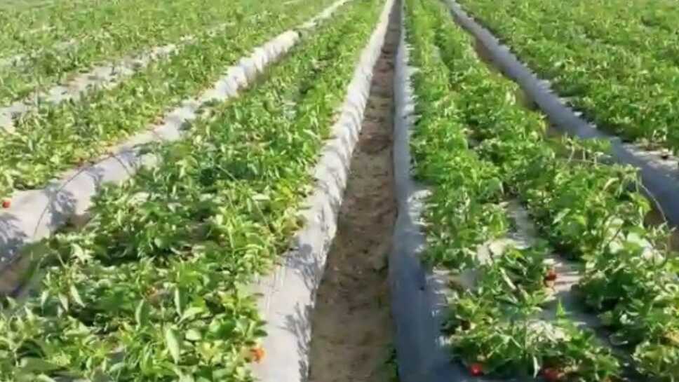 मार्च महीने में इस जंगली सब्जी की खेती से कमा सकते हैं आलू से कई गुना ज्यादा मुनाफा