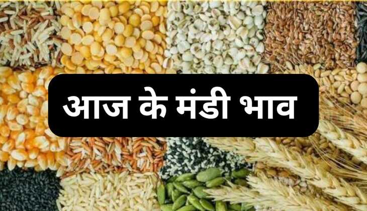 Today mandi bhav: मुंग, सरसों, गेहूं ,उड़द, कपास, नरमा सभी फसलों के साथ सब्जी भाव