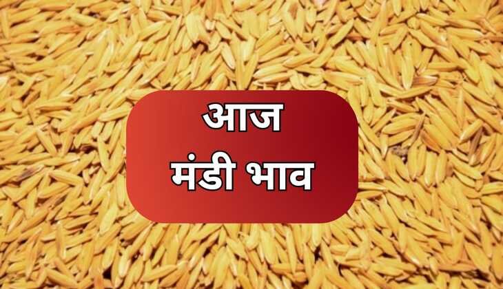 Today mandi bhav: चना, मूंग,गेहूं, मक्का, सरसों, सब्जियां सहित मंडी में सभी फसल भाव