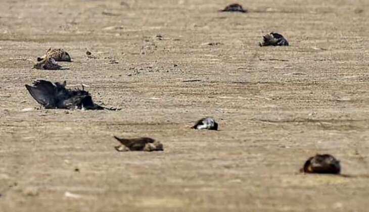 bird flu /सावधान :रतलाम जिले में पहुंचा  बर्ड फ्लू , 12 कौवे मृत अवस्था में मिले: देखिये वीडियो