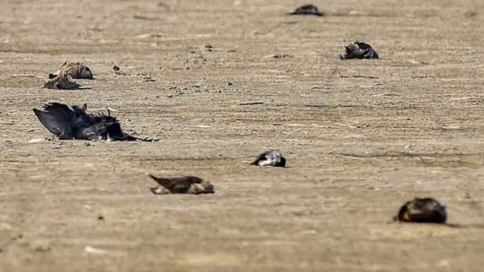 bird flu /सावधान :रतलाम जिले में पहुंचा  बर्ड फ्लू , 12 कौवे मृत अवस्था में मिले: देखिये वीडियो