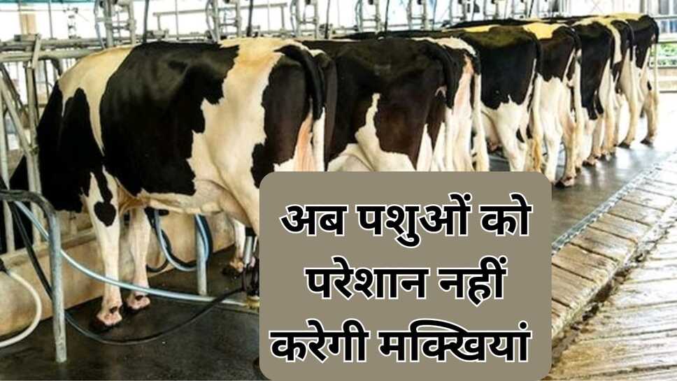 अब पशुओं को परेशान नहीं करेंगी मक्खियां,मक्खी भगाने का खास जुगाड़