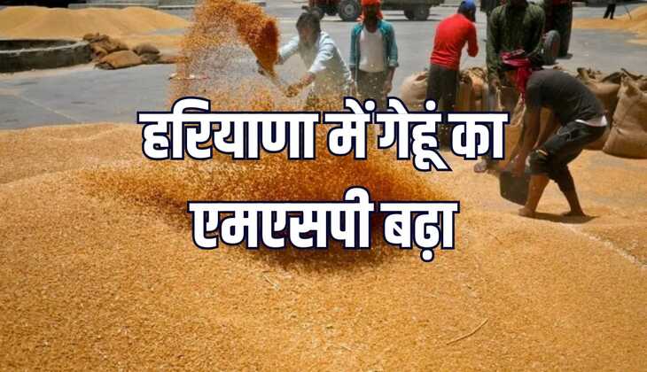 हरियाणा में गेहूं का एमएसपी मूल्य बढ़ा, किसानों में खुशी का माहौल
