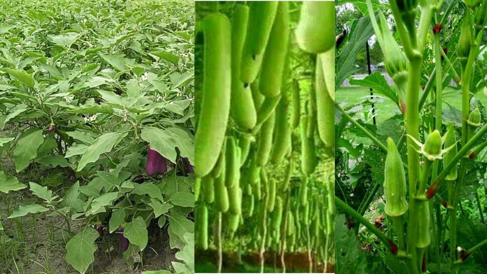 मार्च और अप्रैल महीने में करें इन 4 सब्जियों की खेती 55 से 65 दिनों में होगी बंपर पैदावार