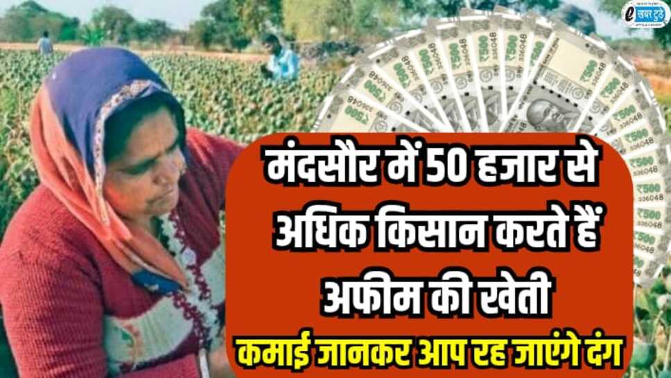 Afeem Farming: मंदसौर में 50 हजार से अधिक किसान करते हैं अफीम की खेती, कमाई जानकर आप रह जाएंगे दंग.