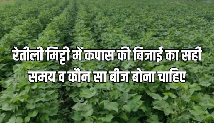 खरीफ फसल: रेतीली मिट्टी में कपास की बिजाई का सही समय, व कौन सा बीज बोना चाहिए, जाने पूरी जानकारी
