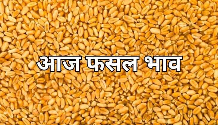 Today mandi rate: होली के त्योहार पर आलू प्याज के भाव में बढ़ोतरी, जाने आज मंडी में फसल के भाव