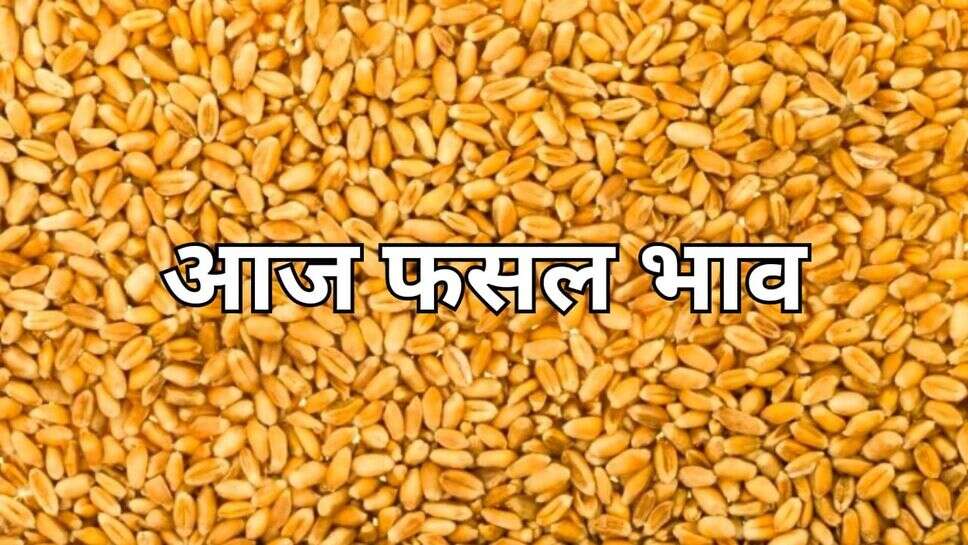 Today mandi rate: होली के त्योहार पर आलू प्याज के भाव में बढ़ोतरी, जाने आज मंडी में फसल के भाव