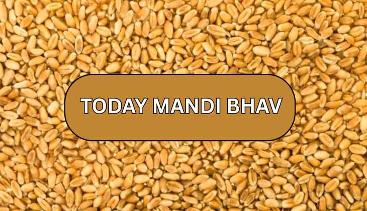 सरसों के भाव में 200 रुपए तेजी, चना, गेहूं,जो ,मेथी,लहसुन सहित सभी फसल भाव