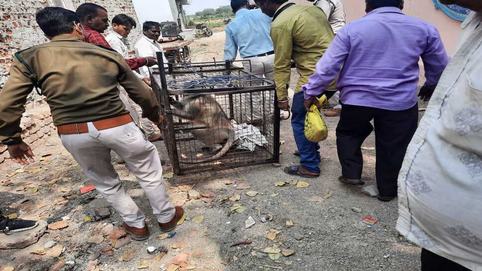 रतलाम : सैलाना में उत्पात मचाने वाला पागल बंदर आया पकड़ में ,एक छोटी बच्ची समेत तीन लोगो कर चूका था घायल