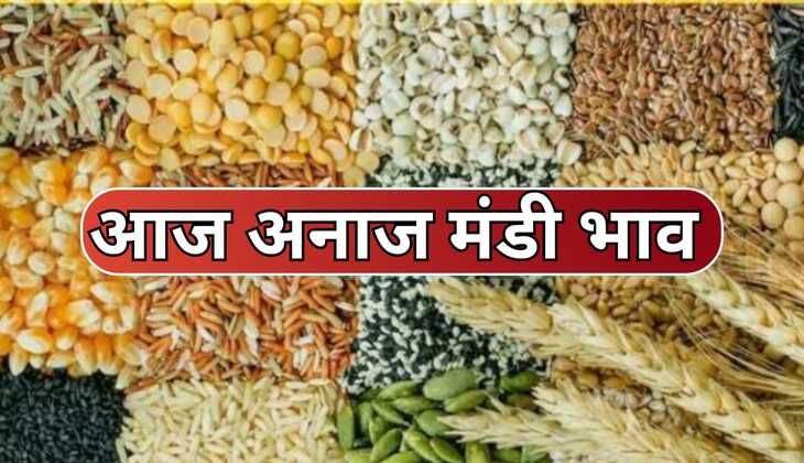 Today mandi bhav: चना ,सरसों, गेहूं, मूंग, मक्का, कपास, नरमा सहित देखिए आज अनाज मंडी के भाव