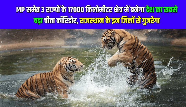 MP समेत 3 राज्यों के 17000 किलोमीटर क्षेत्र में बनेगा देश का सबसे बड़ा चीता कॉरिडोर, राजस्थान के इन जिलों से गुजरेगा