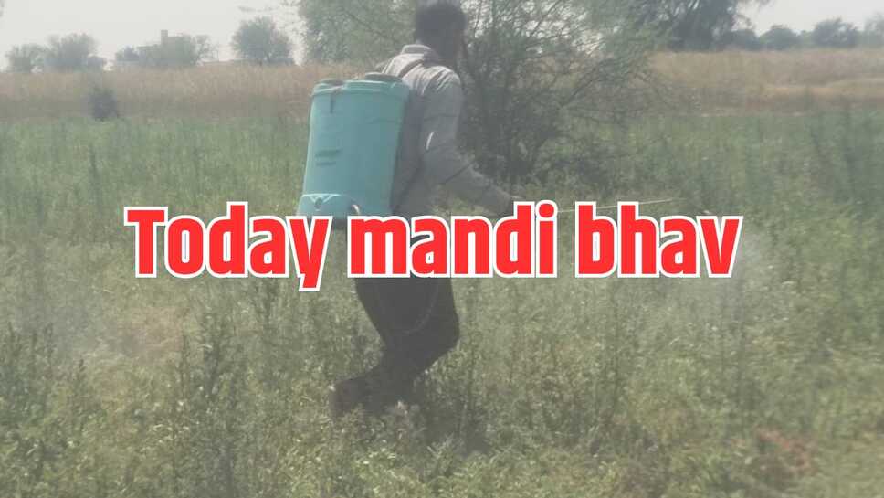 Today mandi bhav: चने की मांग बढ़ी, जो, सोयाबीन,मसूर,लहसुन , गेहूं सहित जानिए सभी मंडी के ताजा भाव