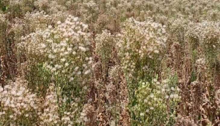 अन्य किसानों के नजीर पेश कर रहे रायबरेली के किसान, एक लाख रुपये देने वाली फसल