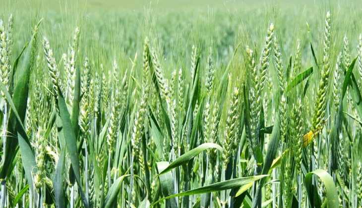गेहूं की बालियों में दिखाई दे इस प्रकार के खतरनाक किट, तो हो जाएं सावधान हो सकती है पूरी फसल बर्बाद