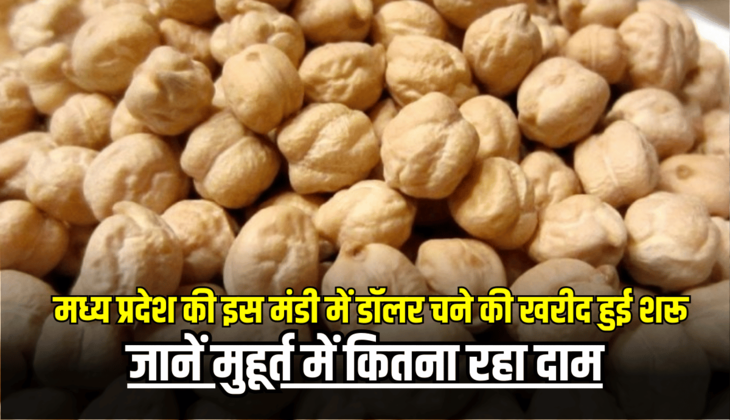 MP की इस मंडी में डॉलर चने की खरीद हुई शरू, किसानों को मिलेगा लाभ, जानें मुहूर्त में कितना रहा दाम
