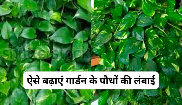 गार्डन में उगाए गए पौधों की लंबाई इस विधि से बढ़ सकती है। मनी प्लांट जितना ज्यादा हरा भरा हो घर के लिए उतना ही ज्यादा शुभ साबित होता है