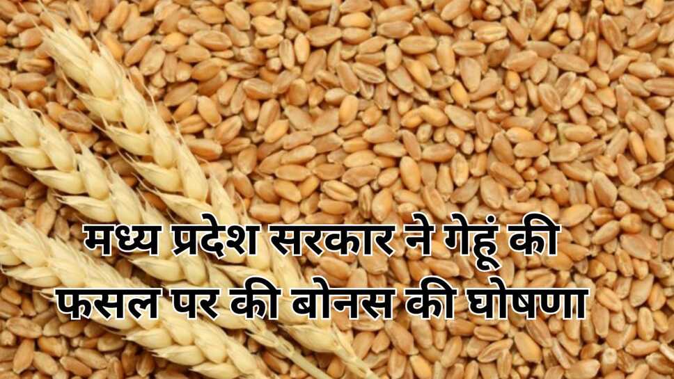 मध्यप्रदेश सरकार ने गेहूं की फसल पर की बोनस की घोषणा ,किसानों को 31 मार्च से पहले फसल पंजीकरण अनिवार्य