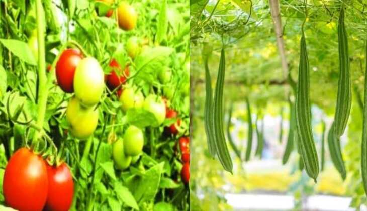 kisan news:अप्रैल के महीने में उगाए यह सब्जियां, एक कनाल जमीन में पैदा होगी लाखों में