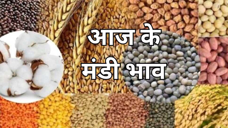 Today mandi bhav: आलू ,लहसुन, प्याज की आवक कम रहने से भाव में तेजी चना, सरसों, गेहूं, कपास ,नरमा के देखें आज मंडी भाव