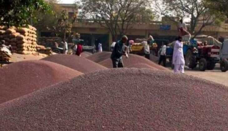 हरियाणा में लाखों किसानों के लिए खुशखबरी, प्रति क्विंटल सरसों खरीद की लिमिट बढ़ाई