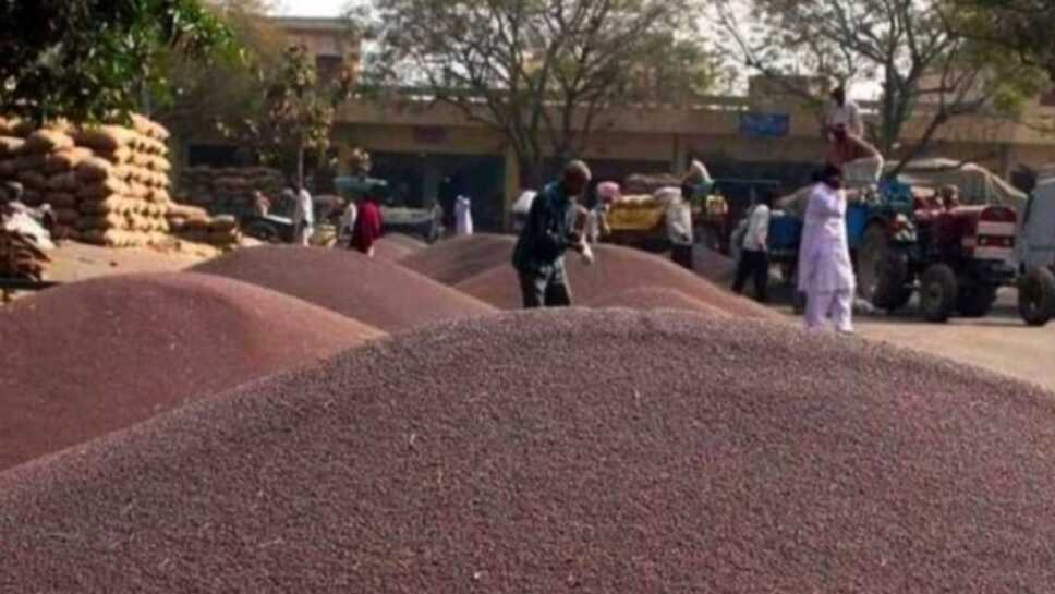 हरियाणा में लाखों किसानों के लिए खुशखबरी, प्रति क्विंटल सरसों खरीद की लिमिट बढ़ाई