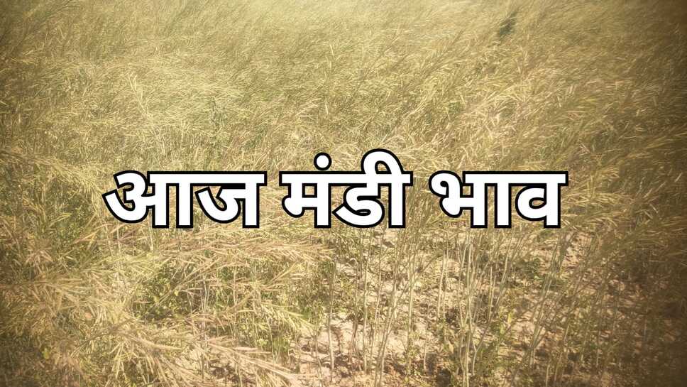 Today mandi bhav:चने के भाव में बढ़ोतरी, जाने आज सरसों, गेहूं, कपास ,नरमा , ग्वार के ताजा भाव