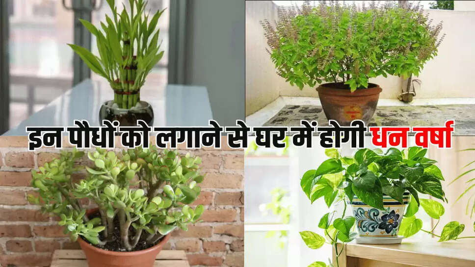 इन पौधों को लगाने से घर में होगी धन वर्षा