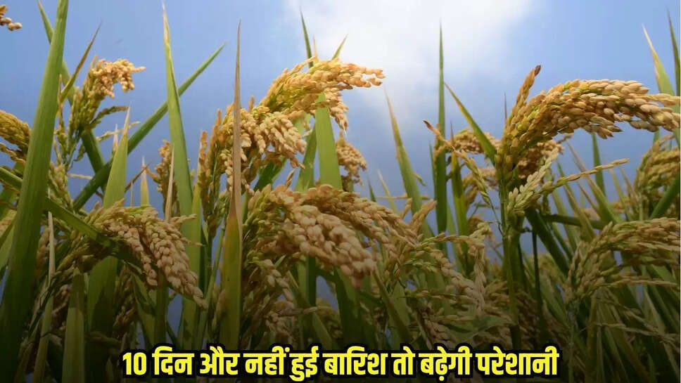 Burhanpur News