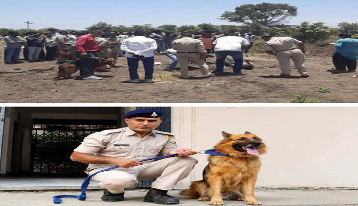Dog