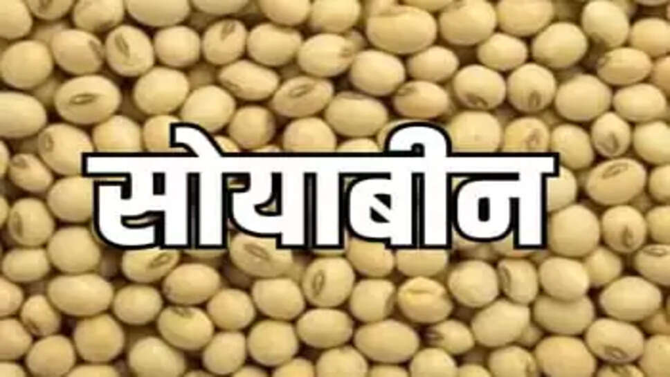  नीमच में सोयाबीन