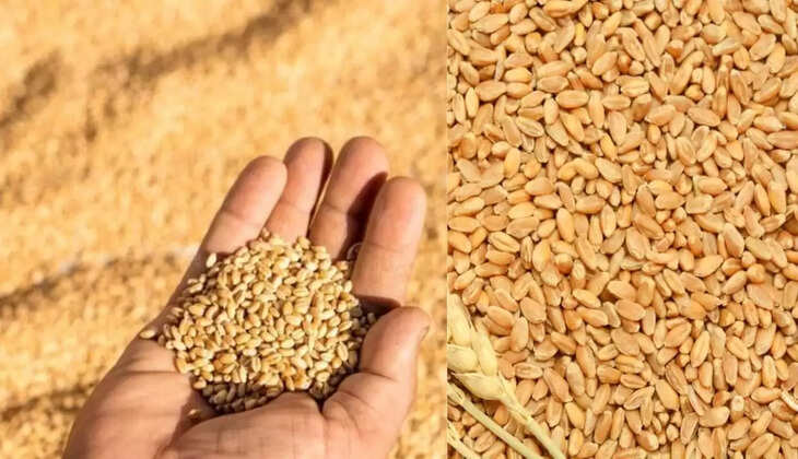 सरकारी गेहूं की नीलामी