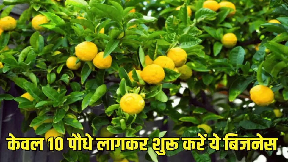 केवल 10 पौधे लागकर शुरू करें ये बिजनेस