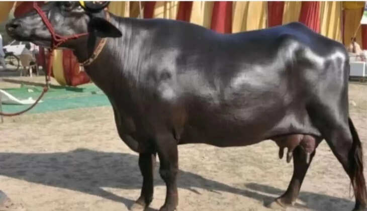 पशु भेन्स 