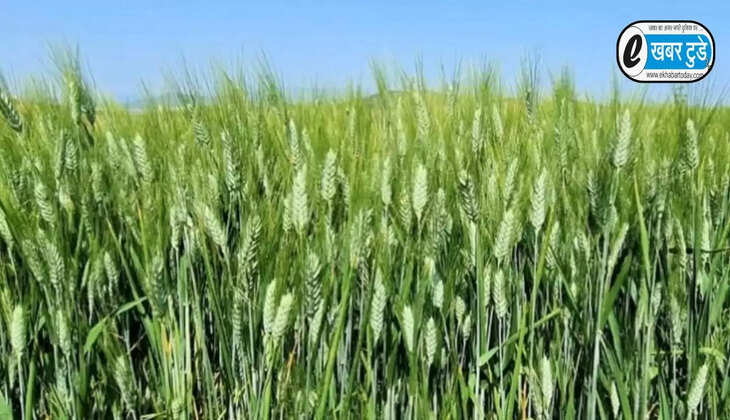 गेहूं फसल