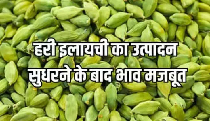 Green Cardamom Prices Update
