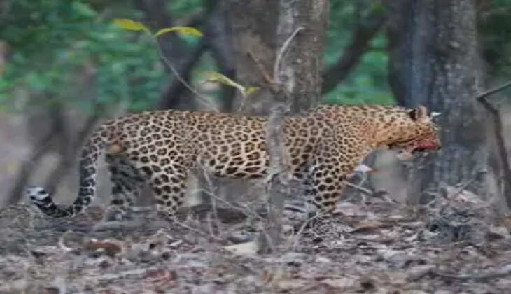 leopard