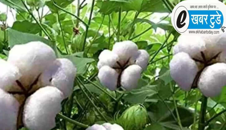  नरमा- कपास की फसल