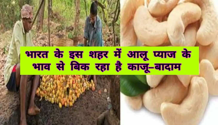  आलू-प्याज के भाव से बिकता है काजू बादाम
