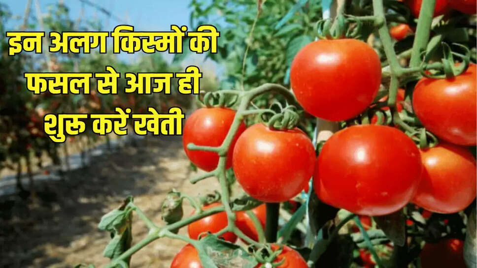 इन अलग किस्मों की फसल से आज ही शुरू करें खेती