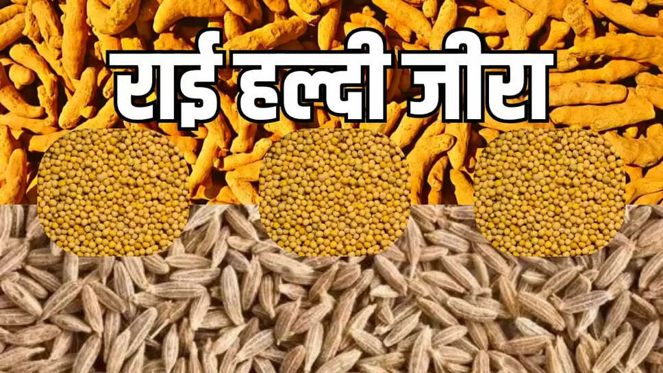  mustard prices 