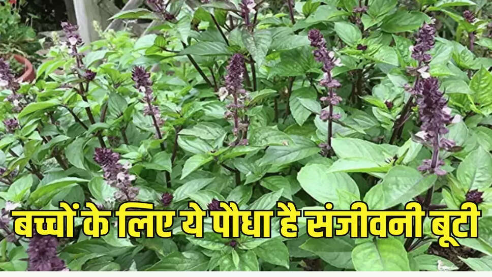 बच्चों के लिए ये पौधा है संजीवनी बूटी