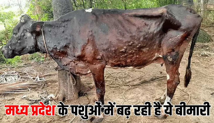 मध्य प्रदेश के पशुओं में बढ़ रही है ये बीमारी