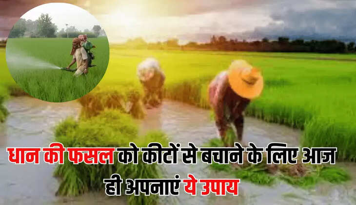 धान की फसल को कीटों से बचाने के लिए आज ही अपनाएं ये उपाय