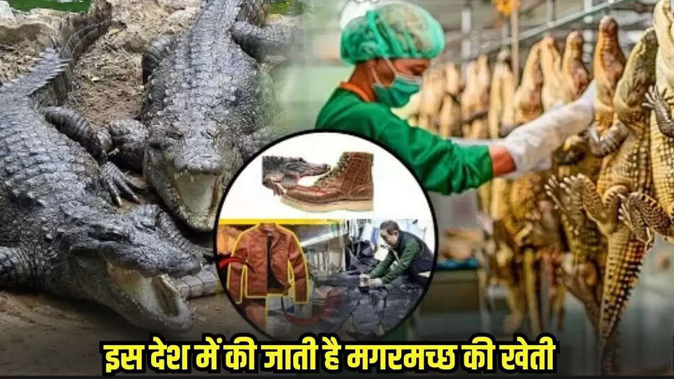 Crocodile farming